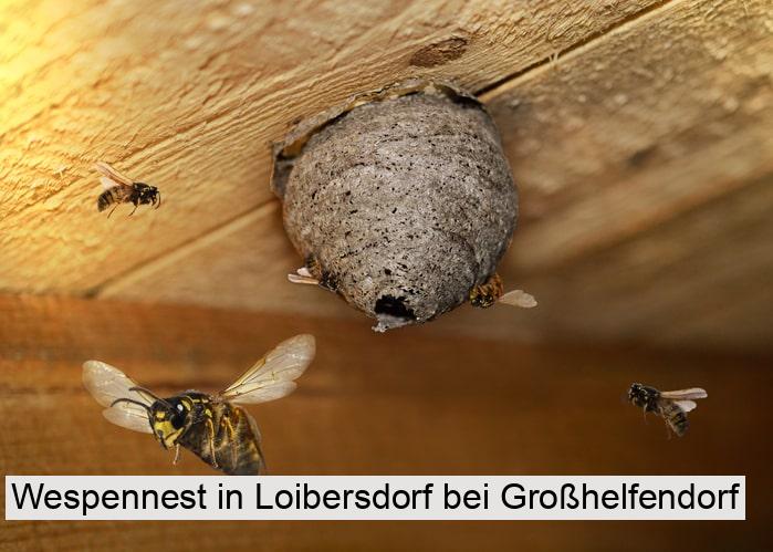 Wespennest in Loibersdorf bei Großhelfendorf